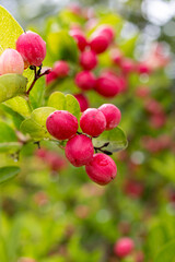 Ripe Mango and Gooseberry on Tree