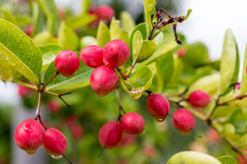 Ripe Mango and Gooseberry on Tree