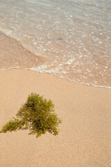 Unspoilt beach with wet sand and seaweed.