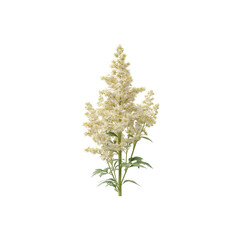Fototapeta premium Elegant Cream Astilbe Flower Stem Isolated on white background