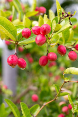 Ripe Mango and Gooseberry on Tree