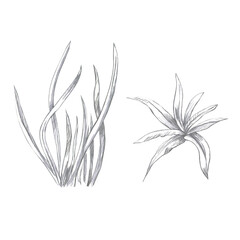Fototapeta premium Set of herbs growing in a bunch. Isolated pencil illustration for book design, interior, logo creation, poster printing, seed packaging for gardeners.