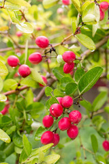 Ripe Mango and Gooseberry on Tree