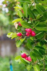 Ripe Mango and Gooseberry on Tree