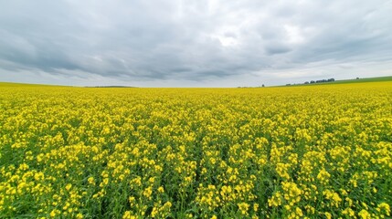 Vibrant Yellow Rapeseed Field Under Cloudy Sky Springtime Nature Landscape Photography day sun eco