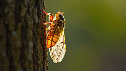 Cicada on Tree: A mesmerizing close-up of a cicada clings to a textured tree trunk, its translucent wings beautifully illuminated by the sun, showcasing the intricate details of nature's artistry.