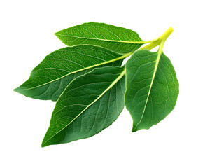 Fototapeta premium Vibrant Ashwagandha Leaf with Organic Texture