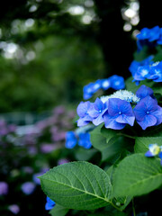 青のアジサイ