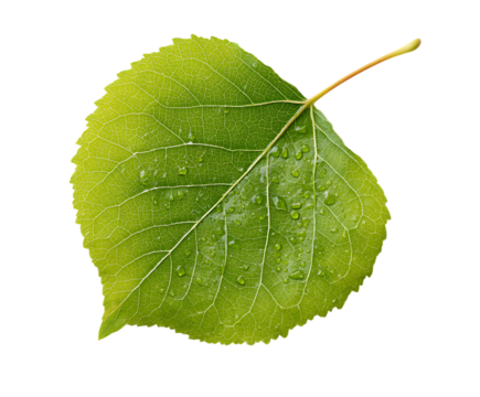 Natural Aspen Leaves with Elegant Shape and Color