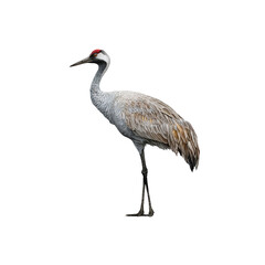 Obraz premium Elegant Sandhill Crane Isolated on white background