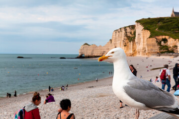 A seagull rests on a railing overlooking the coastline of Etretat, France, where visitors enjoy the pebbly beach and admire the striking cliffs in the background.
