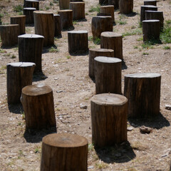 Naklejka premium collection of tree trunks made for seats in an park area and tribune of a theater