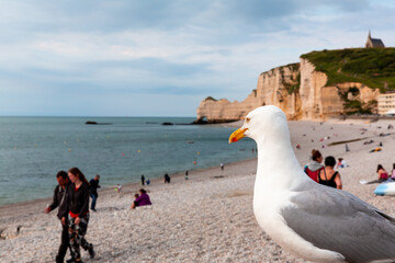A seagull rests on a railing by the beach in Etretat, France. The stunning cliffs and vibrant beach activity create a picturesque seaside atmosphere.