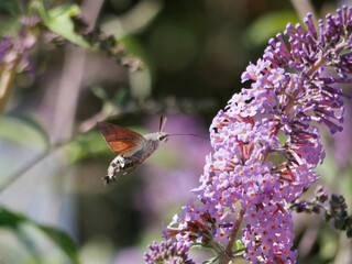 hummingbird hawk-moth hovering at a purple butterfly bush blossom in hot summer light