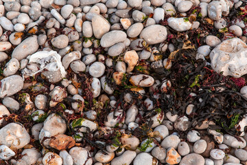 Smooth sea stones vary in size and color, interspersed with vibrant seaweed along the coastline at low tide, showcasing the rich textures of marine life.
