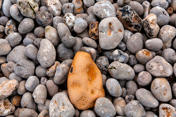 A variety of smooth pebbles and stones spread across a coastal area, revealing a distinctive brown sea stone among the gray textures, highlighting natural variation.