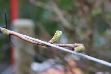 Young shoots of grape vine in spring