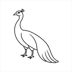 vector illustration of a peacock