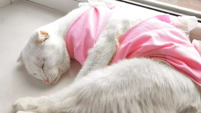  A cat portrait in special suit bandage recovering after spaying Post-operative Care. Pet sterilization concept. The cat is at home after the operation
