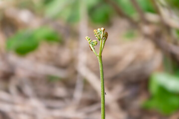 春の訪れを告げる山菜「わらび」　日本、青森