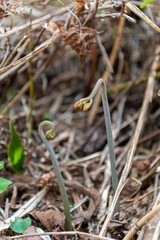 春の訪れを告げる山菜「わらび」　日本、青森