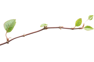 A slender branch featuring vibrant green leaves against a clean white background, showcasing the beauty of nature and suitable for botanical or environmental themes