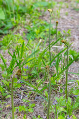 春の訪れを告げる山菜「わらび」　日本、青森