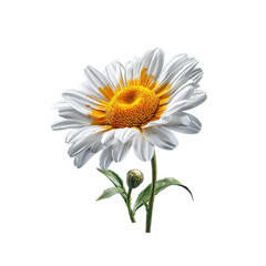 Fototapeta premium Close-up of a Single White Daisy with Yellow Center on white background