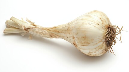 Single bulb of fresh garlic with stem and roots isolated on plain white backdrop