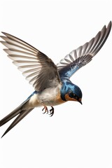 Obraz premium Barn Swallow Flying on White Background