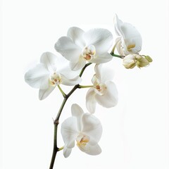 Elegant White Orchid Flowers on Stem