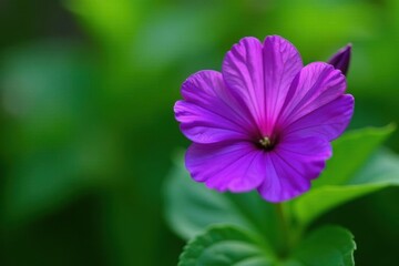 Deep purple flower, delicate petals, rich green foliage, blossom, close-up