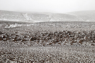 North Iceland, snow falling and collecting on rocks in storm