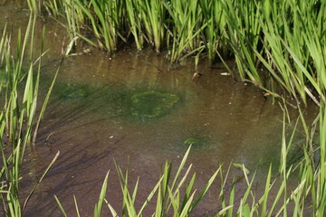 grass and water with open Central area for layout