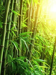 Lush Green Bamboo Forest Sunlight Nature Scene Tranquil Peaceful Serenity Summertime Plants zen spa