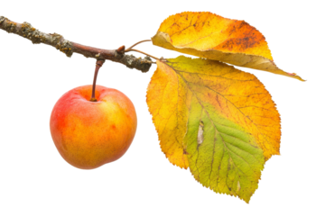 A ripe apple hangs from a slender branch adorned with vibrant autumn leaves, set against a neutral background, symbolizing the beauty of nature and the changing seasons