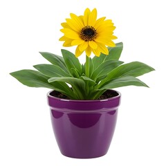 Obraz premium Yellow sunflower in purple pot isolated on white background
