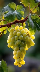 Translucent grape cluster hanging lushly