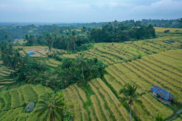 Fototapeta premium Bird’s-Eye View of Jatiluwih Rice Terraces in Bali, Indonesia