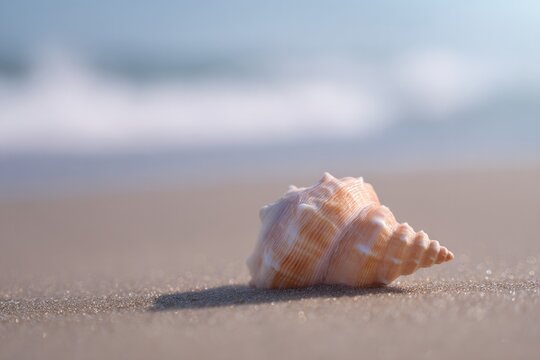close-up of minimalistic seashell on sandy beach with soft waves in background