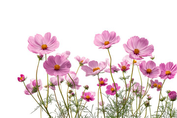Fototapeta premium Pink Cosmos Flowers on Transparent Background, PNG