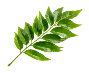 Lush Green Curry Leaves with Fresh Texture