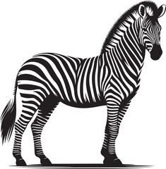 a zebra vector