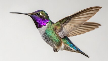 Obraz premium Costa’s Hummingbird on studio background 