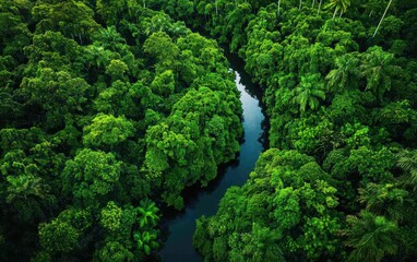 Fototapeta premium Lush rainforest scene with a winding river, vibrant green foliage creating a dense canopy