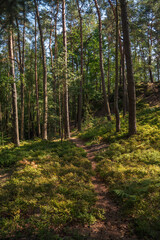 Obraz premium In Sonnenlicht getauchter Wald in der sächsischen Schweiz