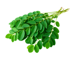 Vibrant Drumstick Leaves for Healthy Living Theme