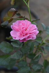 Beautiful pink rose flower closeup in garden, A very beautiful pink yellow rose flower bloomed on the rose tree, Rose flower closeup, bloom flowers, Natural spring flower floral background