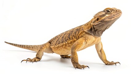 Obraz premium Lizard on white background, isolated reptile