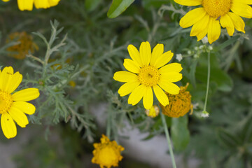 Bright Yellow Crown Daisy, Close-up of a Bright yellow crown daisy flower, blooming in nature, Close-up shot of beautiful yellow Crown Daisy flower (Chrysanthemum coronarium), Crown Daisy,